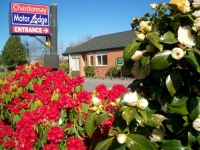 Camellia and Rhododendron